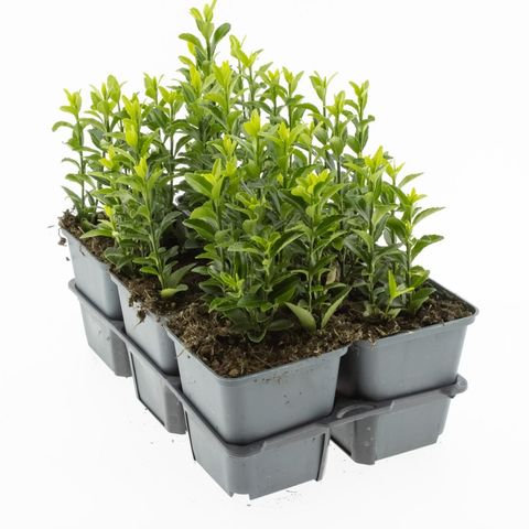 Euonymus japonicus 'Green Spire'