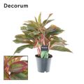 Aglaonema CRETE