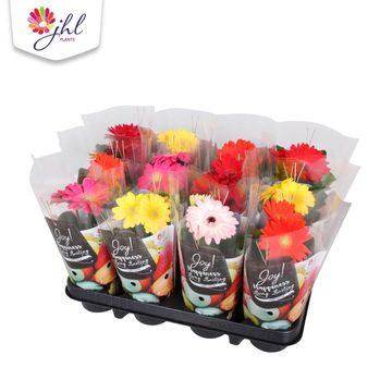 Gerbera MIX