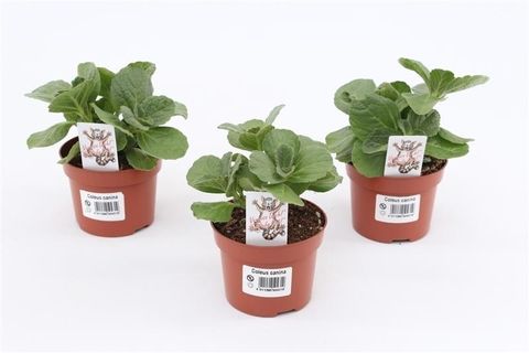 Plectranthus caninus 'Sumcol 01'