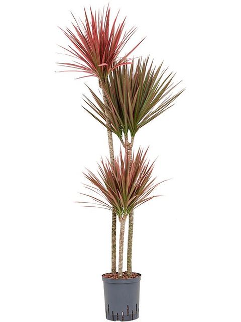 Dracaena marginata