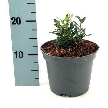 Ilex vomitoria 'Dwarf'