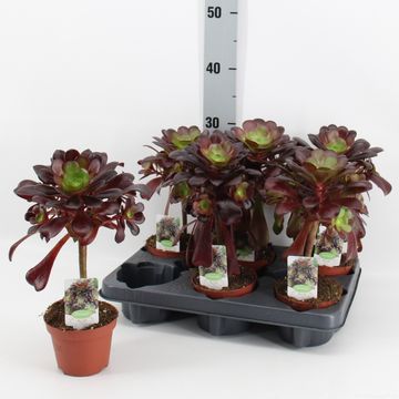 Aeonium arboreum