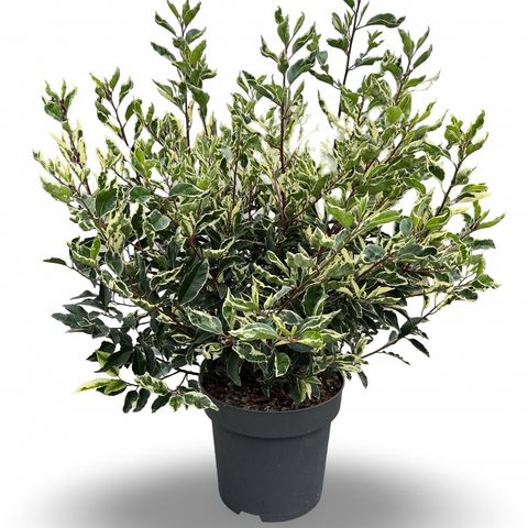 Prunus lusitanica 'Variegata'