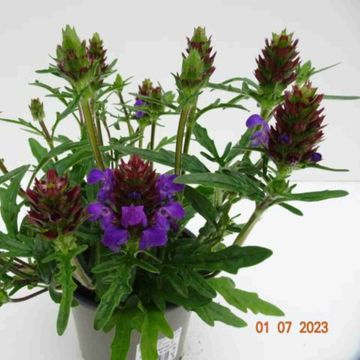 Prunella grandiflora MIX