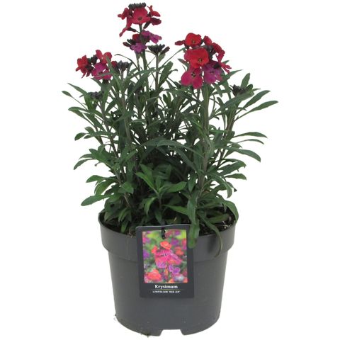 Erysimum 'Red Jep'