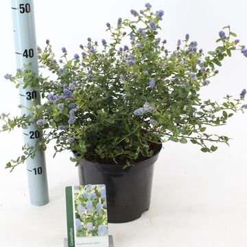 Ceanothus thyrsiflorus repens