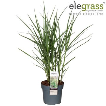 Miscanthus sinensis 'Malepartus'