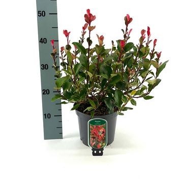 Photinia x fraseri 'Little Fenna'