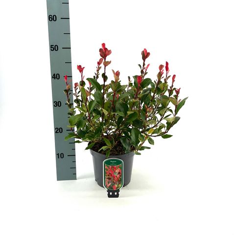 Photinia x fraseri 'Little Fenna'