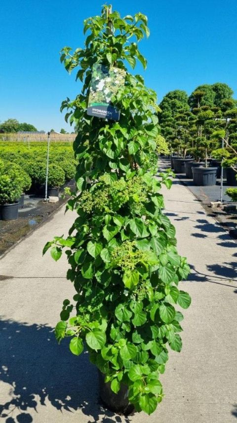 Hydrangea anomala petiolaris