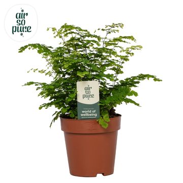 Adiantum raddianum 'Fritz-Luthi'