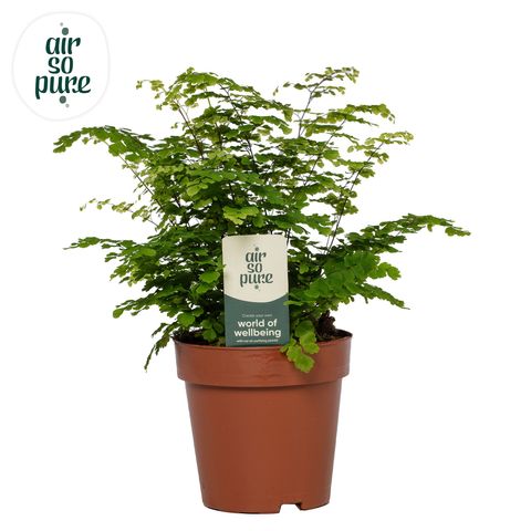 Adiantum raddianum 'Fritz-Luthi'