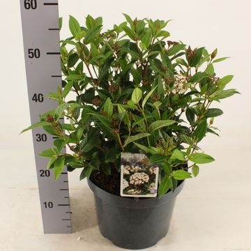 Viburnum tinus 'Ladybird'