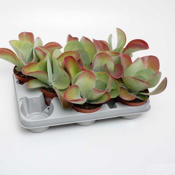 Kalanchoe thyrsiflora RED LIPS