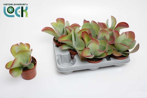 Kalanchoe thyrsiflora RED LIPS