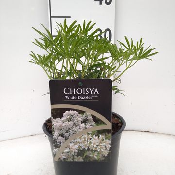 Choisya WHITE DAZZLER