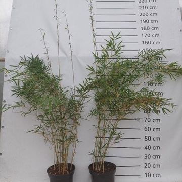 Fargesia robusta 'Campbell'