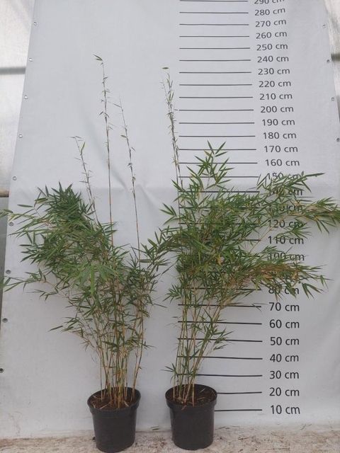 Fargesia robusta 'Campbell'