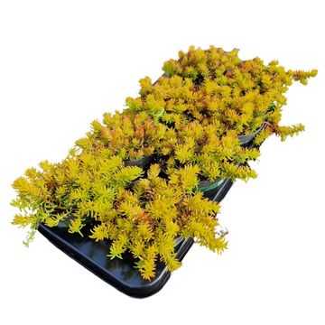 Sedum reflexum 'Angelina'
