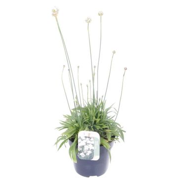 Armeria pseudarmeria 'Ballerina White'