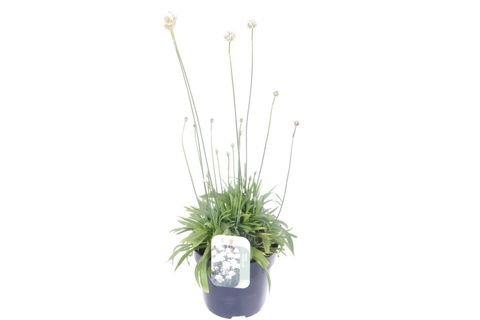 Armeria pseudarmeria 'Ballerina White'