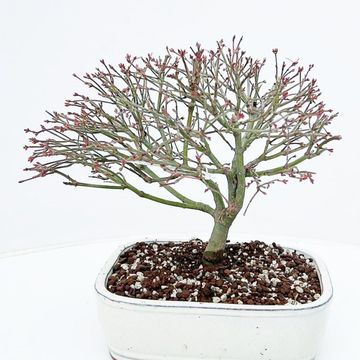 Acer palmatum 'Kiyohime'