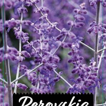 Perovskia atriplicifolia 'Little Spire'