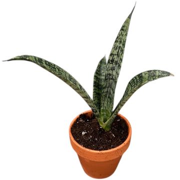 Sansevieria 'Everest'