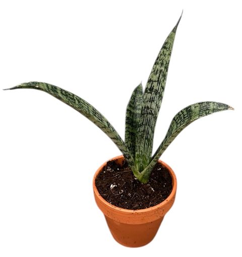 Sansevieria 'Everest'