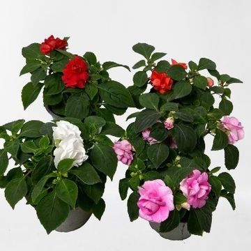 Impatiens FIESTA OLE MIX