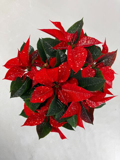 Euphorbia pulcherrima FANTASY STAR ORANGE