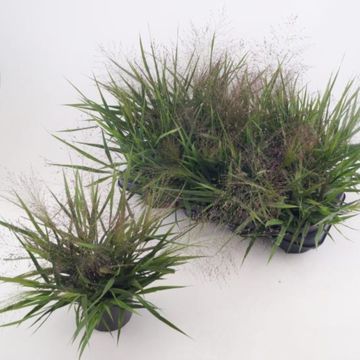 Eragrostis spectabilis PURPLE LOVE