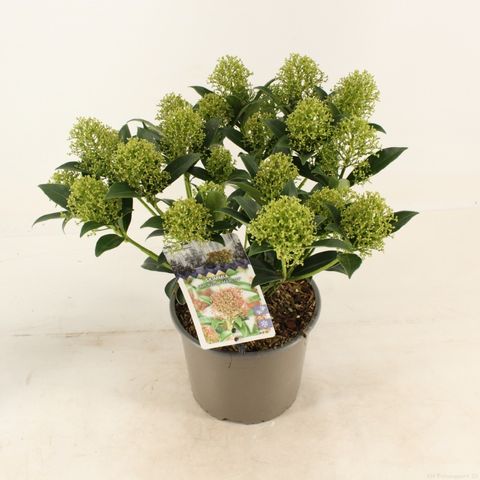 Skimmia japonica 'Марло'
