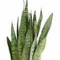 Sansevieria zeylanica