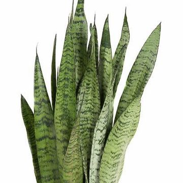 Sansevieria zeylanica