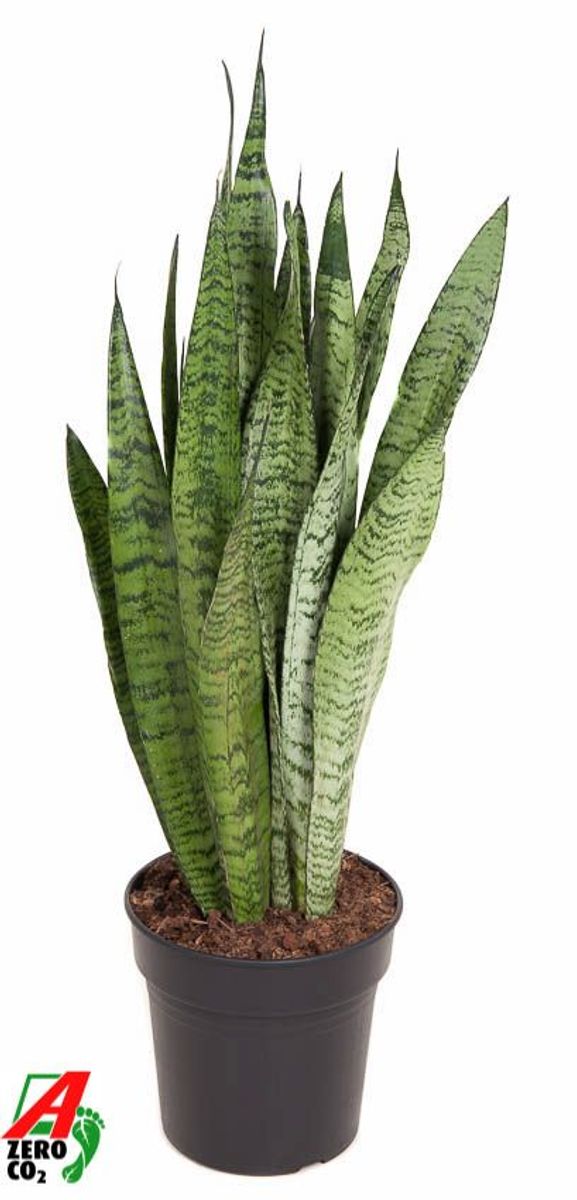 Sansevieria zeylanica en Cement main image 0