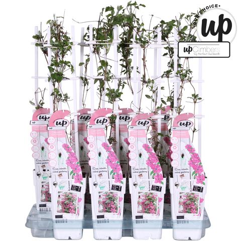 Clematis SARAH ELIZABETH