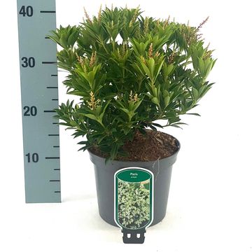Pieris japonica 'Prelude'
