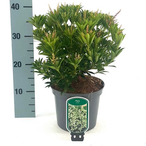 Pieris japonica 'Prelude'