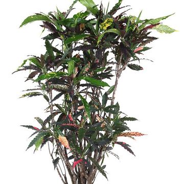 Codiaeum variegatum 'Pie Crust'