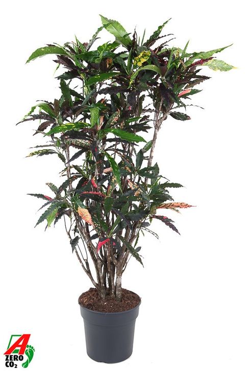 Codiaeum variegatum 'Pie Crust'
