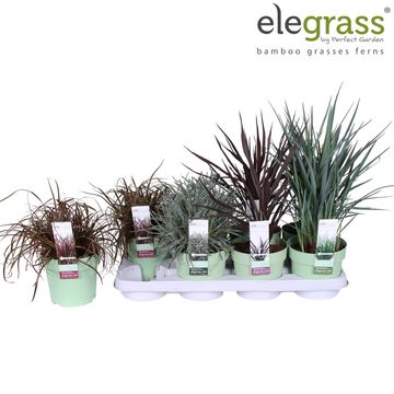 Grasses MIX