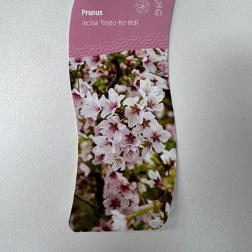 Prunus incisa 'Kojou-no-mai'