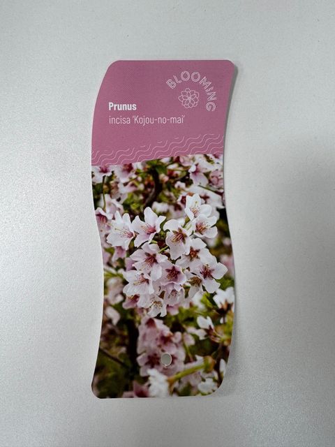 Prunus incisa 'Kojou-no-mai'