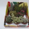 Cactus MIX