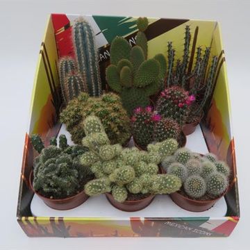 Cactus MIX
