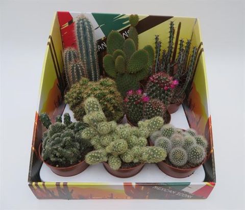 Cactos MIX