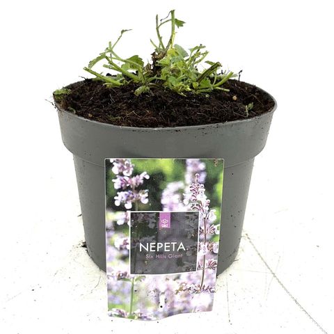 Nepeta 'Six Hills Giant'