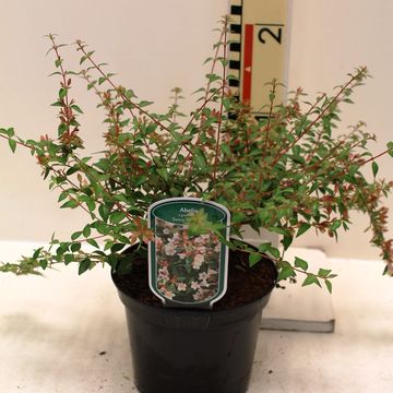 Abelia x grandiflora SUNNY CHARMS